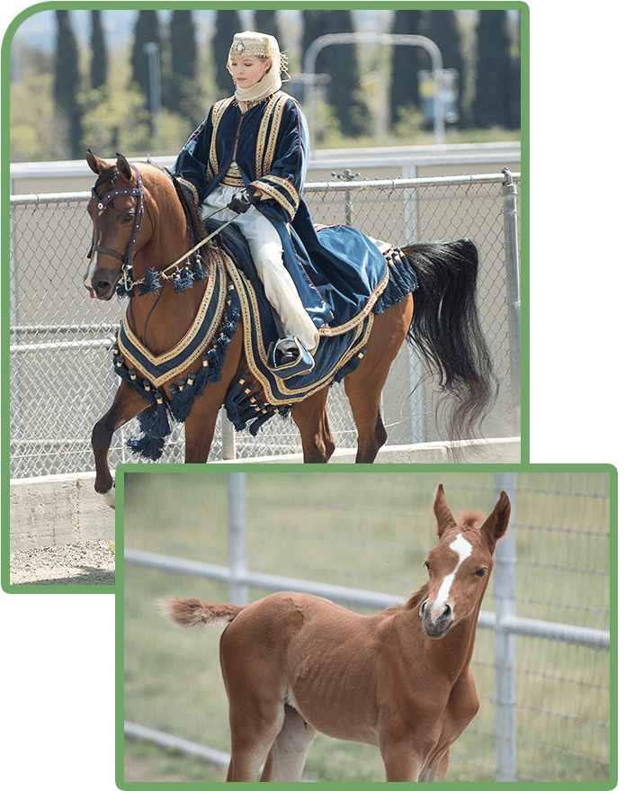 Arabian Horse shows and a young Arabian horse in the field