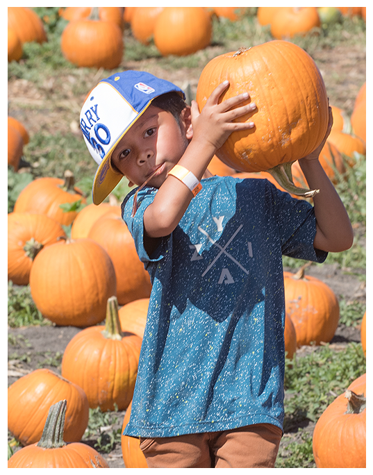 A little kid carrying a pumpkin